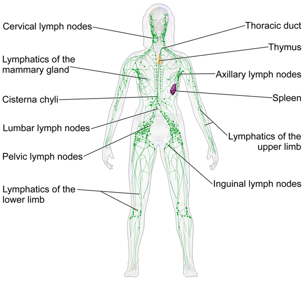 Lymphatic Drainage Massage for Massage Practitioners - 14 hours