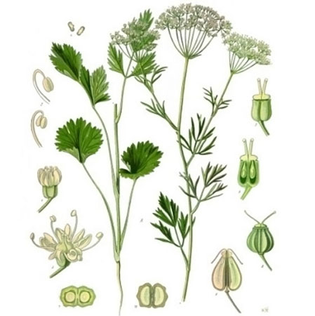 Aniseed Essential Oil Pimpinella anisum - Click Image to Close