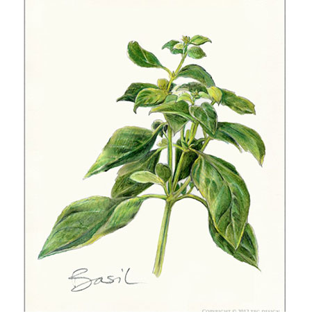 Basil, Sweet Essential Oil Ocimum basilicum