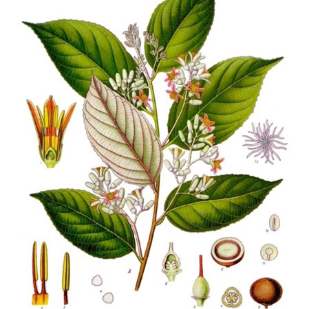Benzoin Essential Oil Styrax benzoin