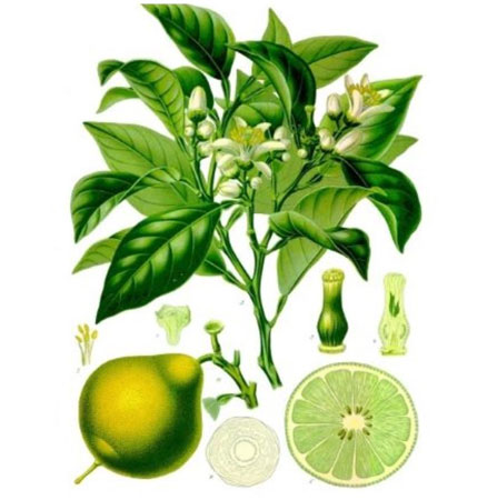 Bergamot Essential Oil Citrus aurantium ssp bergamia - Click Image to Close