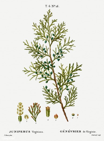 Cedarwood Virginian Essential Oil Juniperus virginiana