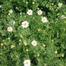 Chamomile German Essential Oil Matricaria recutita