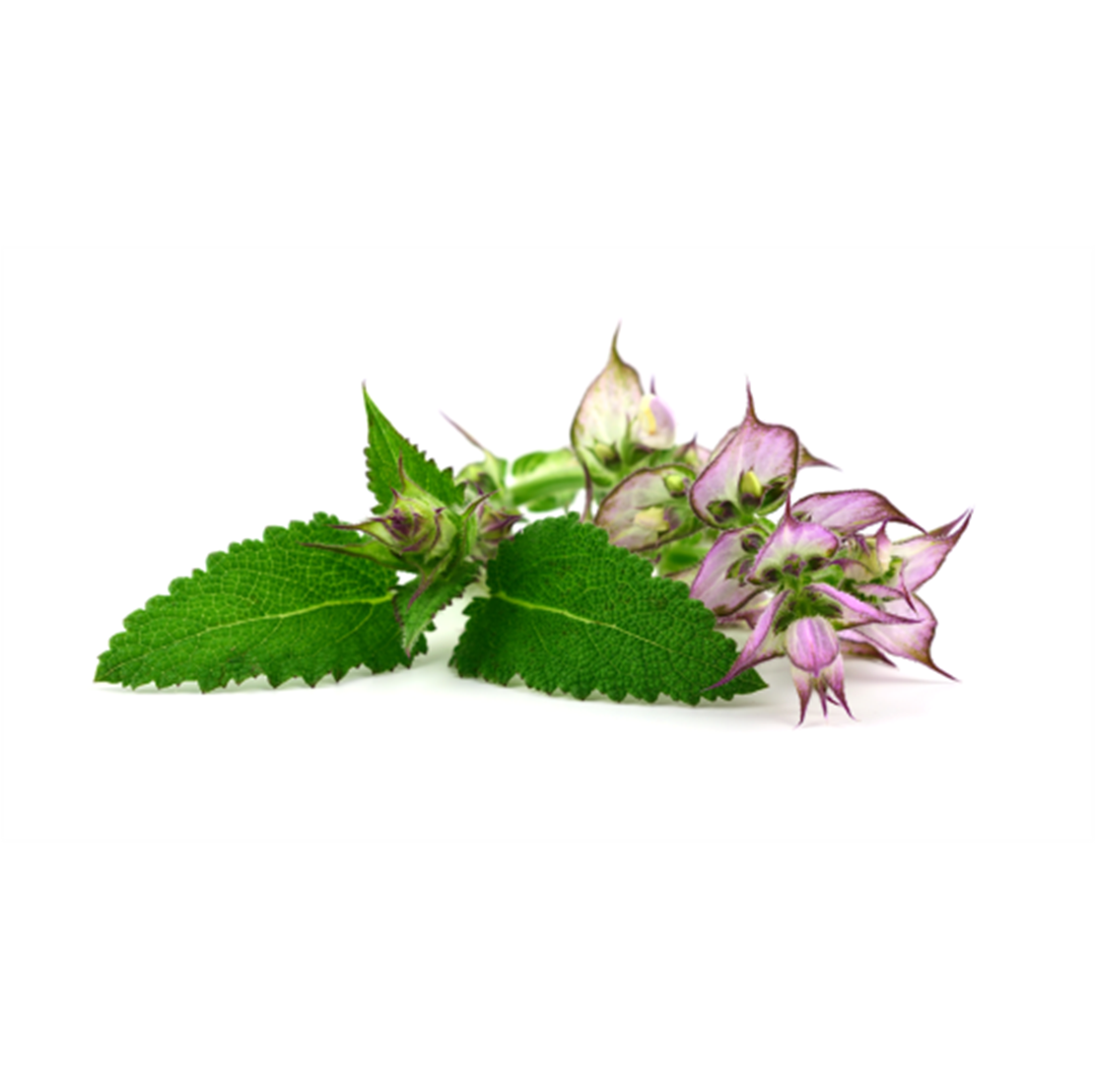 Clary Sage