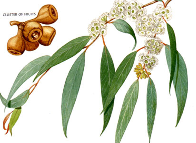Australian Eucalyptus Essential Oil Eucalyptus Radiata - Click Image to Close
