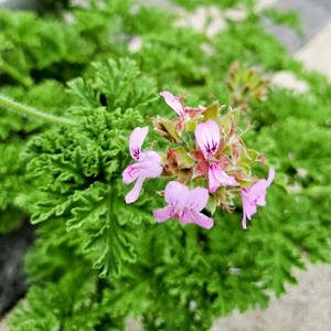 Geranium