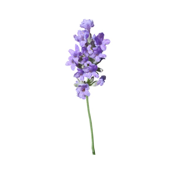 Lavender Mt Blanc Essential Oil Lavendula angustifolia