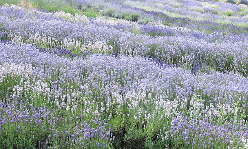 Lavender Mt Blanc Essential Oil Lavendula angustifolia - Click Image to Close