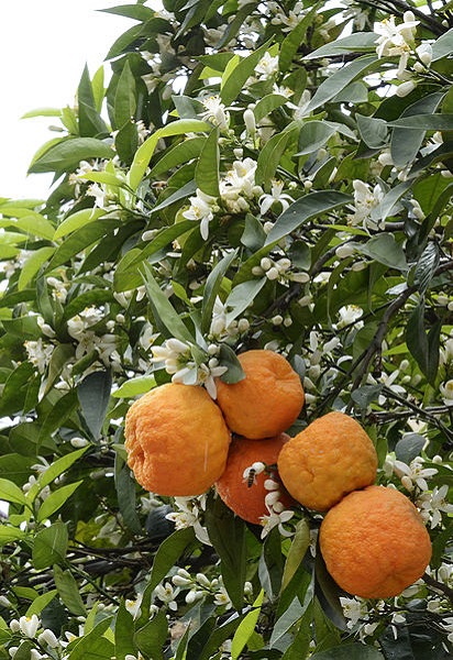 Petitgrain Essential Oil Citrus aurantium amara - Click Image to Close