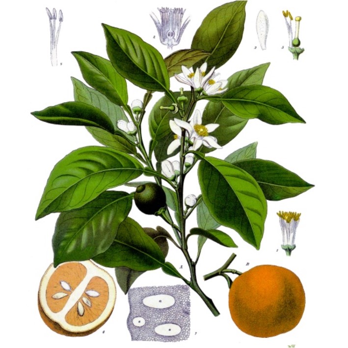 Petitgrain Essential Oil Citrus aurantium amara
