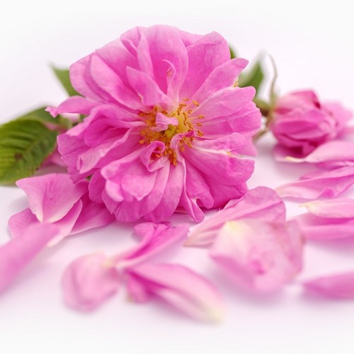Rose Bulgarian Absolute Rosa damascena - Click Image to Close