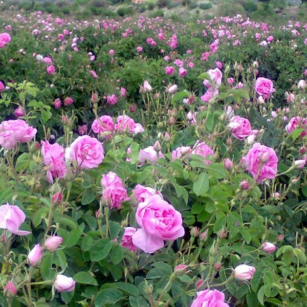 Rose Bulgarian Absolute Rosa damascena