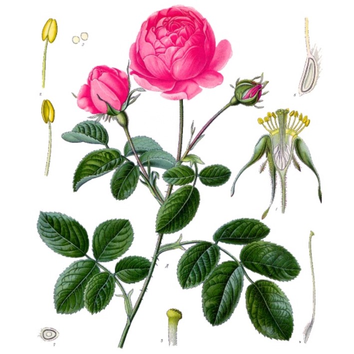 Rose Maroc Absolute Rosa centifolia