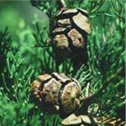 Cypress Twigs & Cones