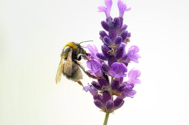 Bee on Lavender Bud